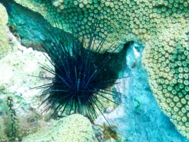 Spiny Urchin IMG 7170